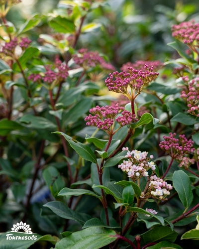 Mangeoire pour oiseau